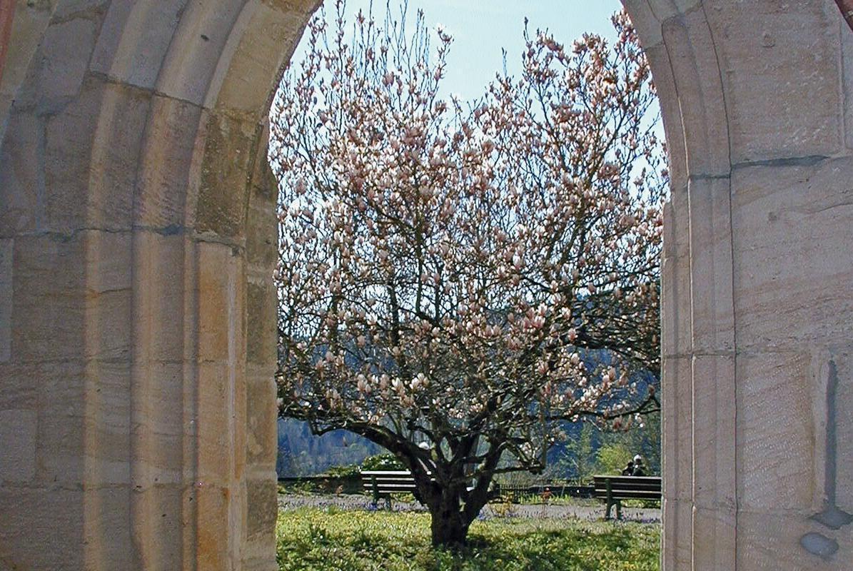 Blick aus dem Kreuzgang von Kloster Lorch auf eine Magnolie