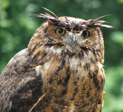 Eagle owl at the Staufer falconry, Lorch Monastery