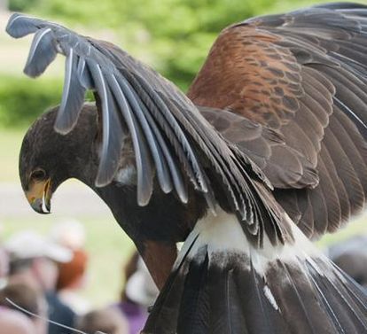 Harris's hawk at the Staufer falconry, Lorch Monastery