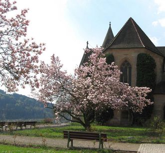 Magnolias in front of the cloister in Lorch Monastery. Image: The organization team of Lorch Monastery