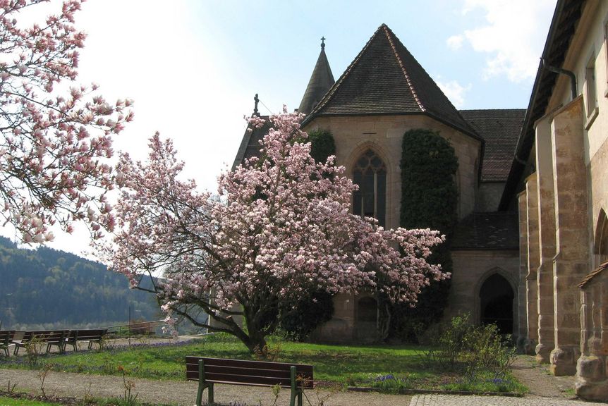 Kloster Lorch, Klostergarten, Blühende Magnolie