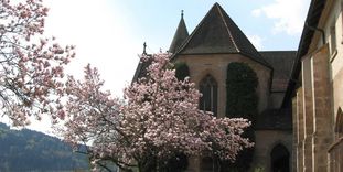 Kloster Lorch, Klostergarten, Blühende Magnolie