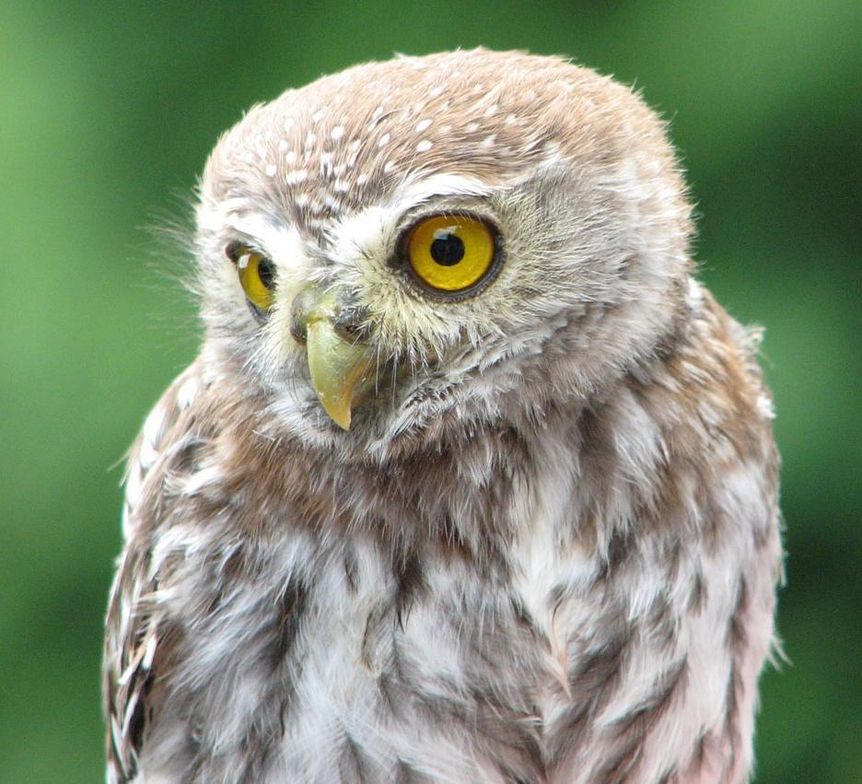 Little owl at the Staufer falconry, Lorch Monastery