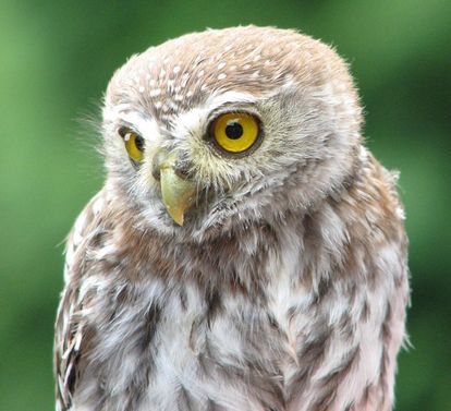 Little owl at the Staufer falconry, Lorch Monastery