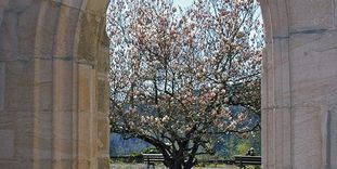 Blick aus dem Kreuzgang von Kloster Lorch auf eine Magnolie