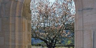 View of a magnolia tree from the cloister of Lorch Monastery